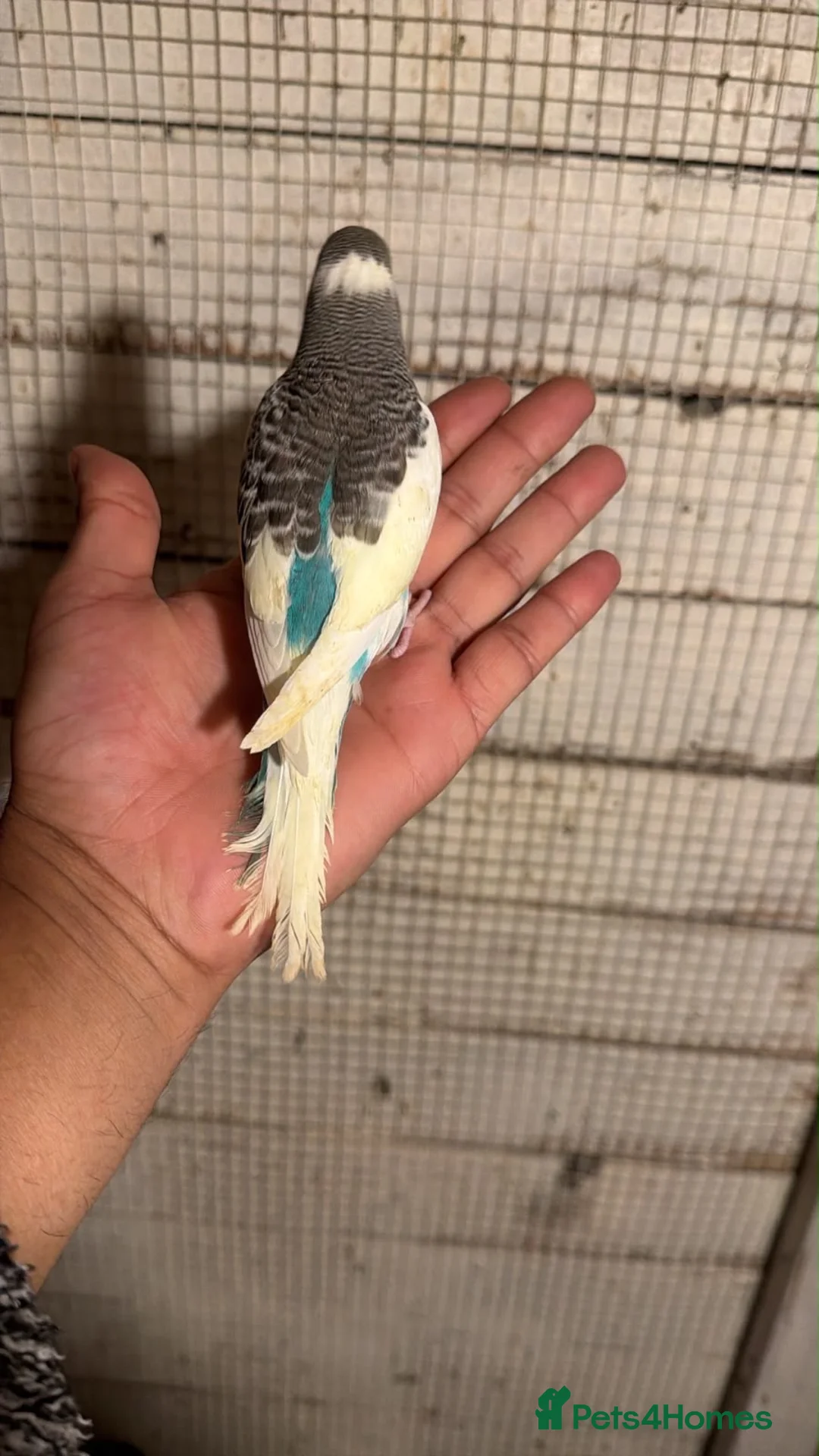 Budgerigars birds for sale: Budgies for sale £40 each Collection mk404nn - Advert 2