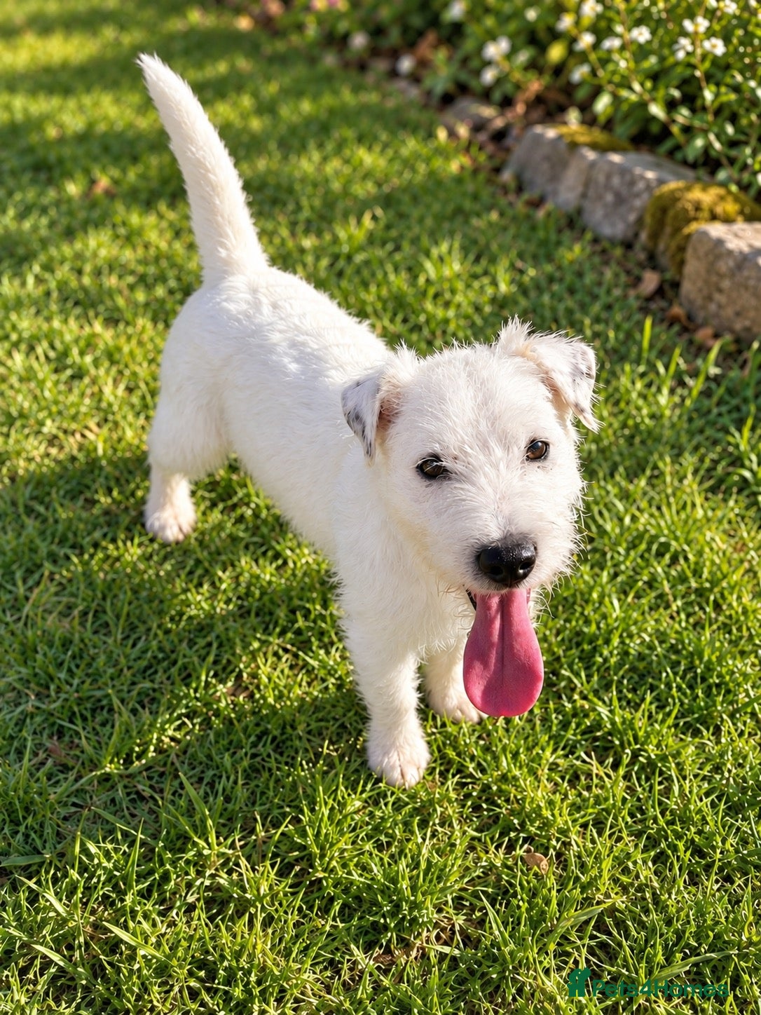 Parson Russell dogs 6 month old PRT - Advert 12