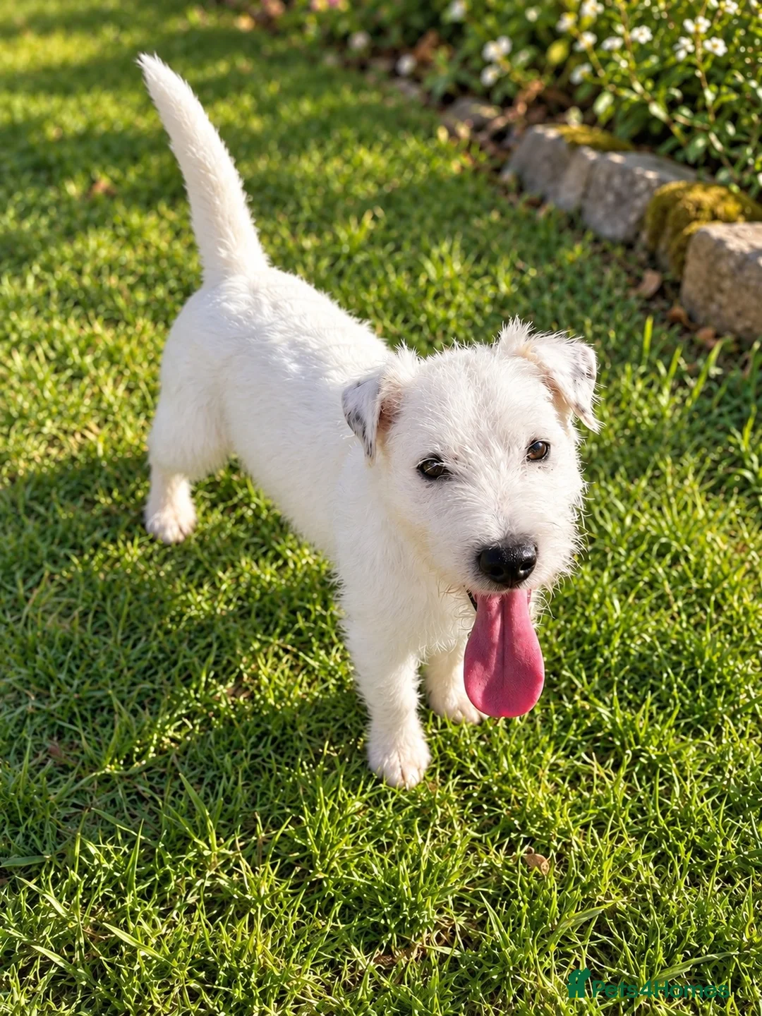 Parson Russell dogs for sale: 6 month old PRT - Advert 1
