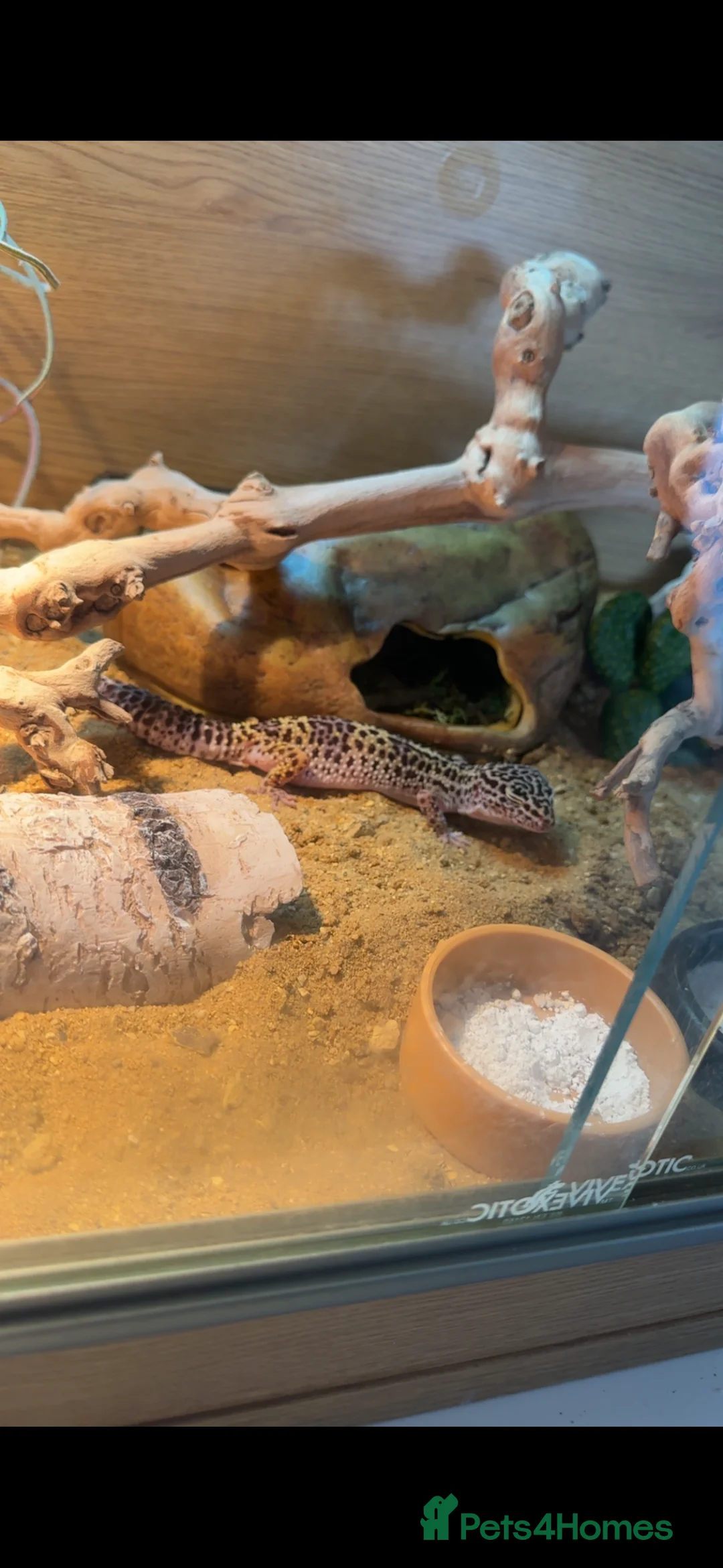 Leopard Gecko reptiles for sale: Female leopard gecko and full set up for sale - Advert 3