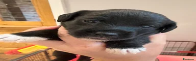 Jackapoo 2