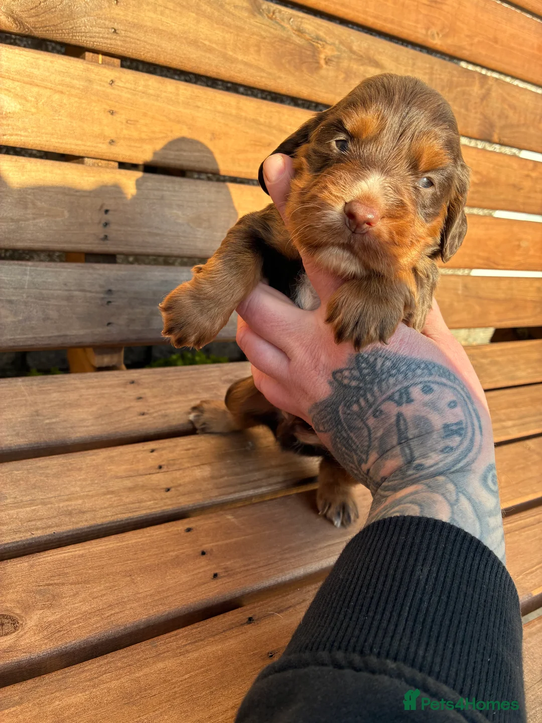Cocker Spaniel dogs for sale: Kc working cocker spaniel puppies  - Advert 1