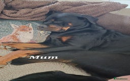 Rottweiler dogs for sale: Rottweiler puppies - Image 18