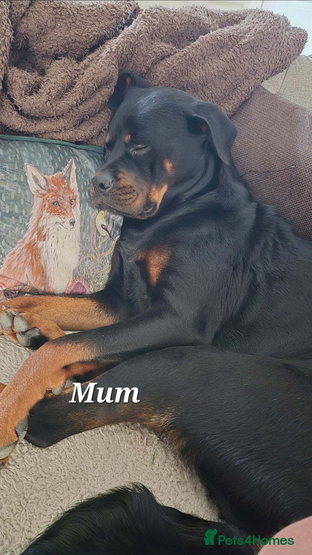 Rottweiler dogs for sale: Rottweiler puppies - Image 18