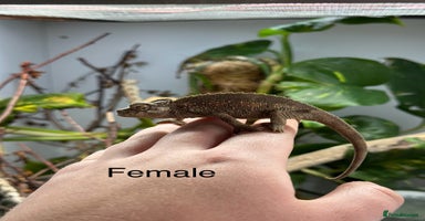 Chameleon reptiles in Plymouth - Advert 4