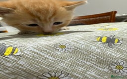 Ragdoll cats for sale: Ragdoll vs tuxedo mix breed 7 kitten for sale  in Hayes - Image 29