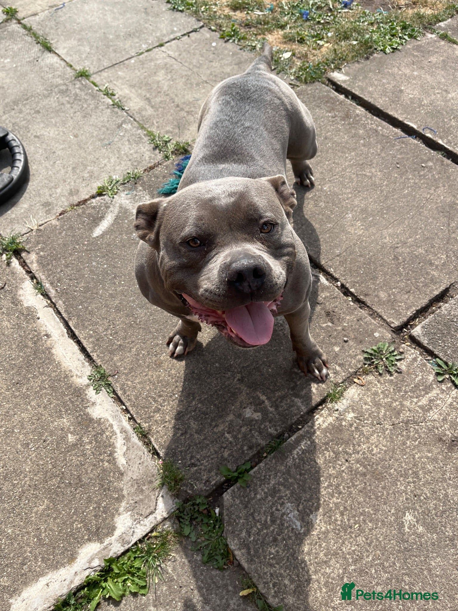 American Bully dogs Rehoming my female bully  - Advert 1