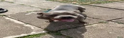 American Bully dogs for sale: Rehoming my female bully  - Advert 1