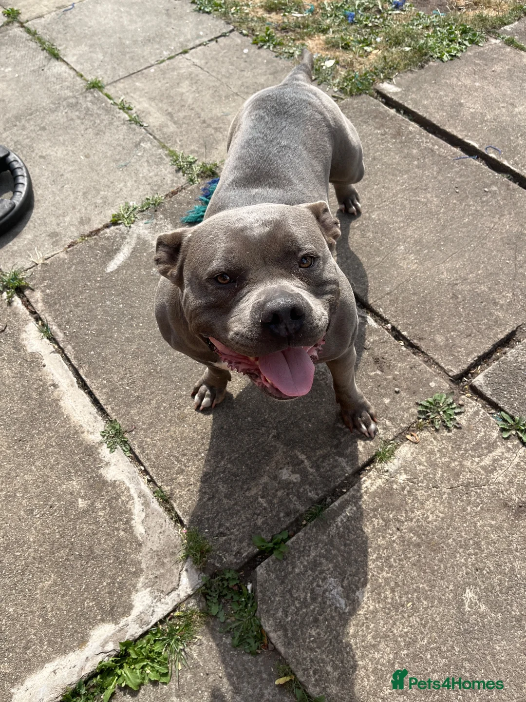 American Bully dogs for sale: Rehoming my female bully  - Advert 1