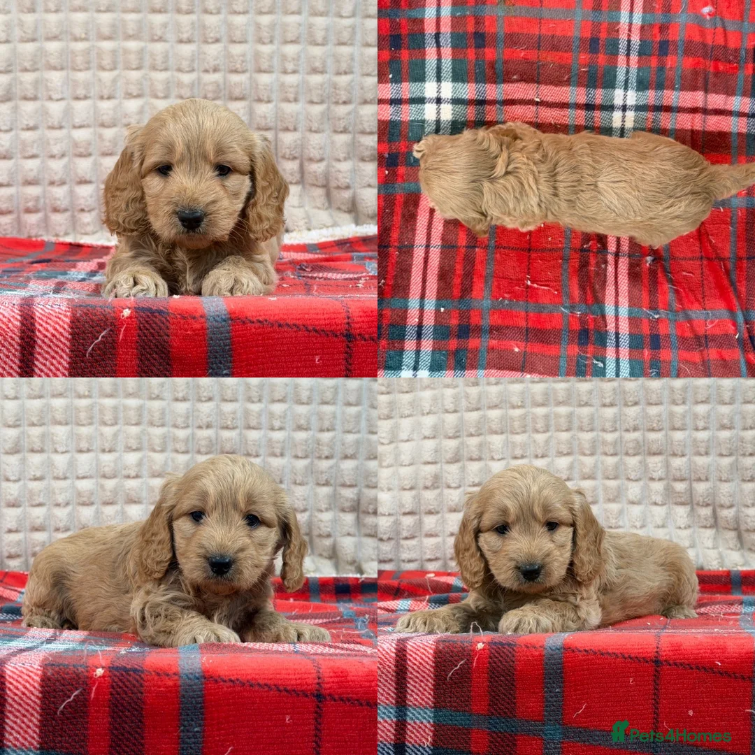 Cockapoo dogs for sale: STUNNING COCKAPOO PUPPIES READY NOW  - Advert 20