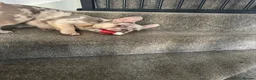 French Bulldog dogs for sale: Buddy 8month old in Bradford - Advert 7