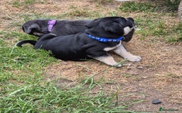 Pug dogs for sale: 2 KC Pug puppies available from a litter of 3. - Image 23