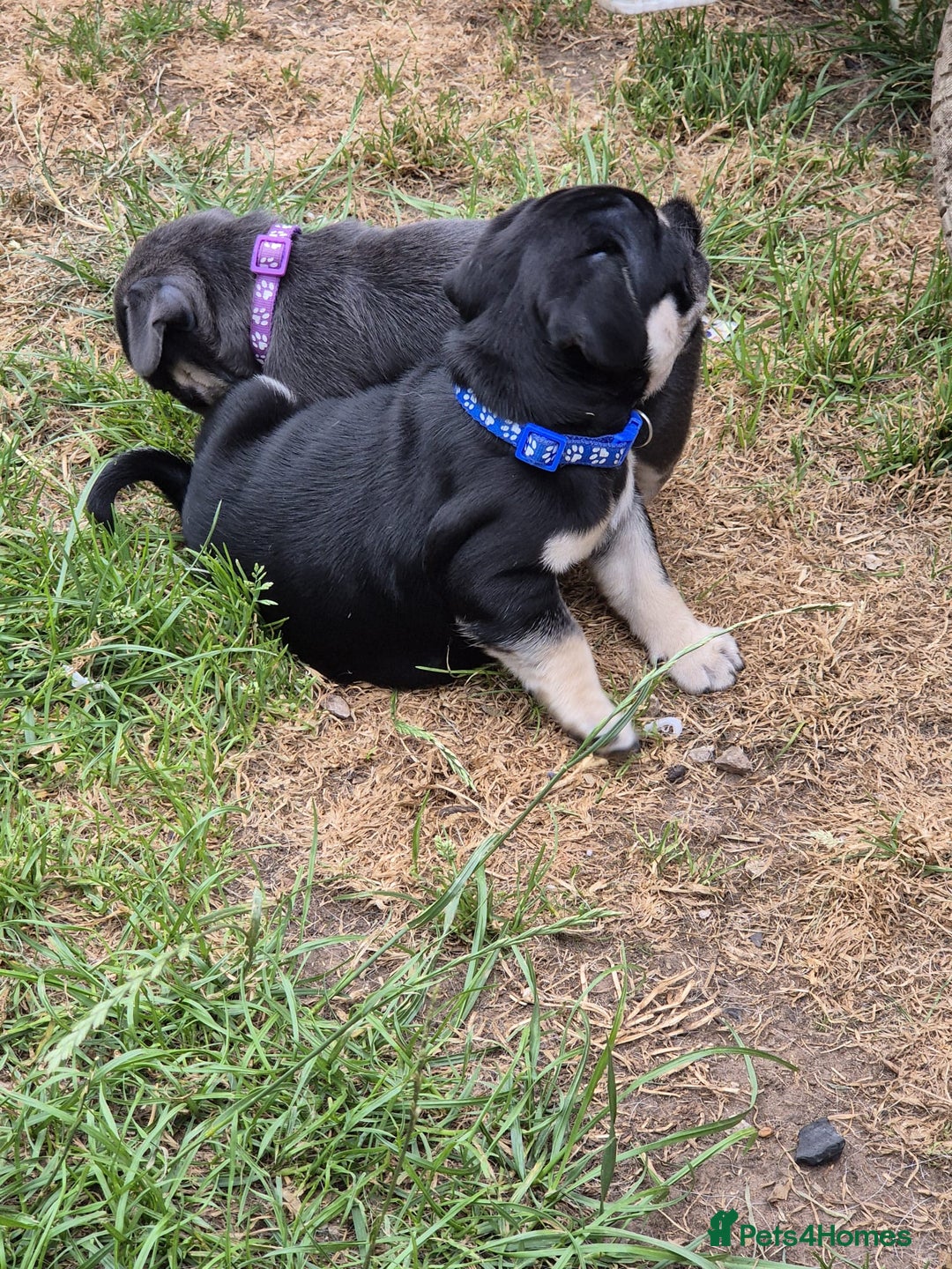 Pug dogs for sale: 2 KC Pug puppies available from a litter of 3. - Image 23