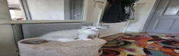 Ragdoll cats for sale: Ragdoll Bicollor kitten  - Advert 1