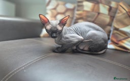 Sphynx cats for sale: Blue eye's chocolate black point  - Image 5