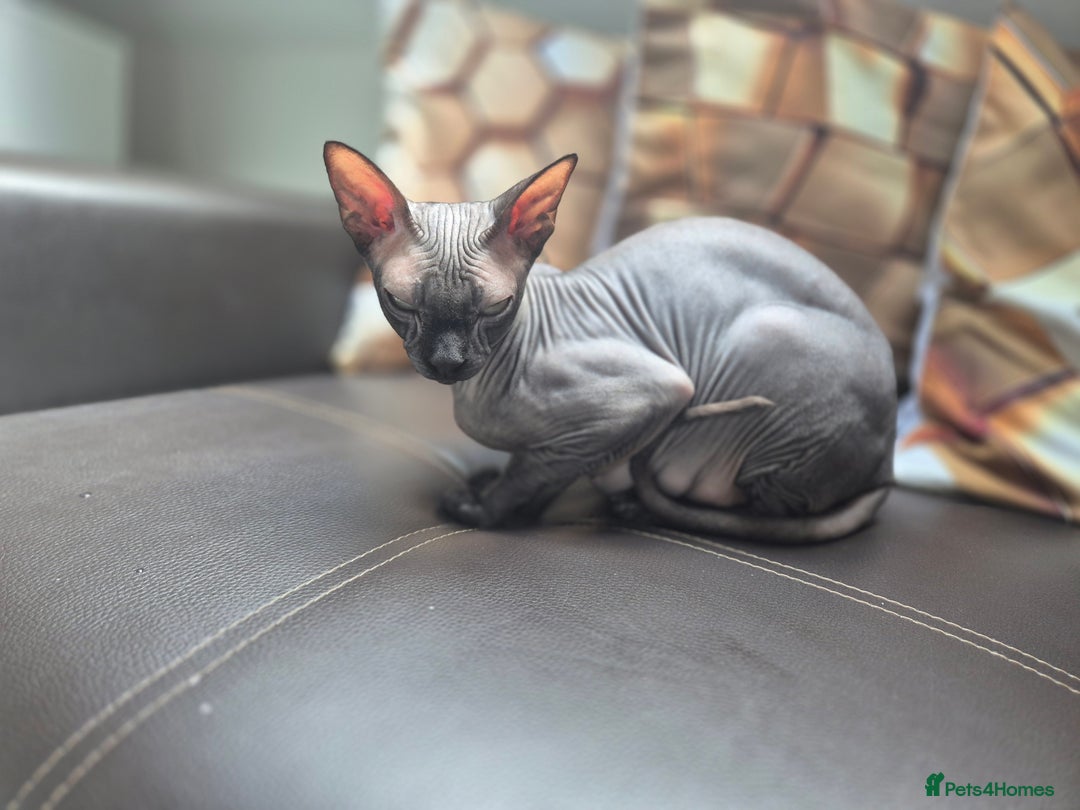 Sphynx cats for sale: Blue eye's chocolate black point  - Image 5