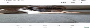 English Springer Spaniel 3