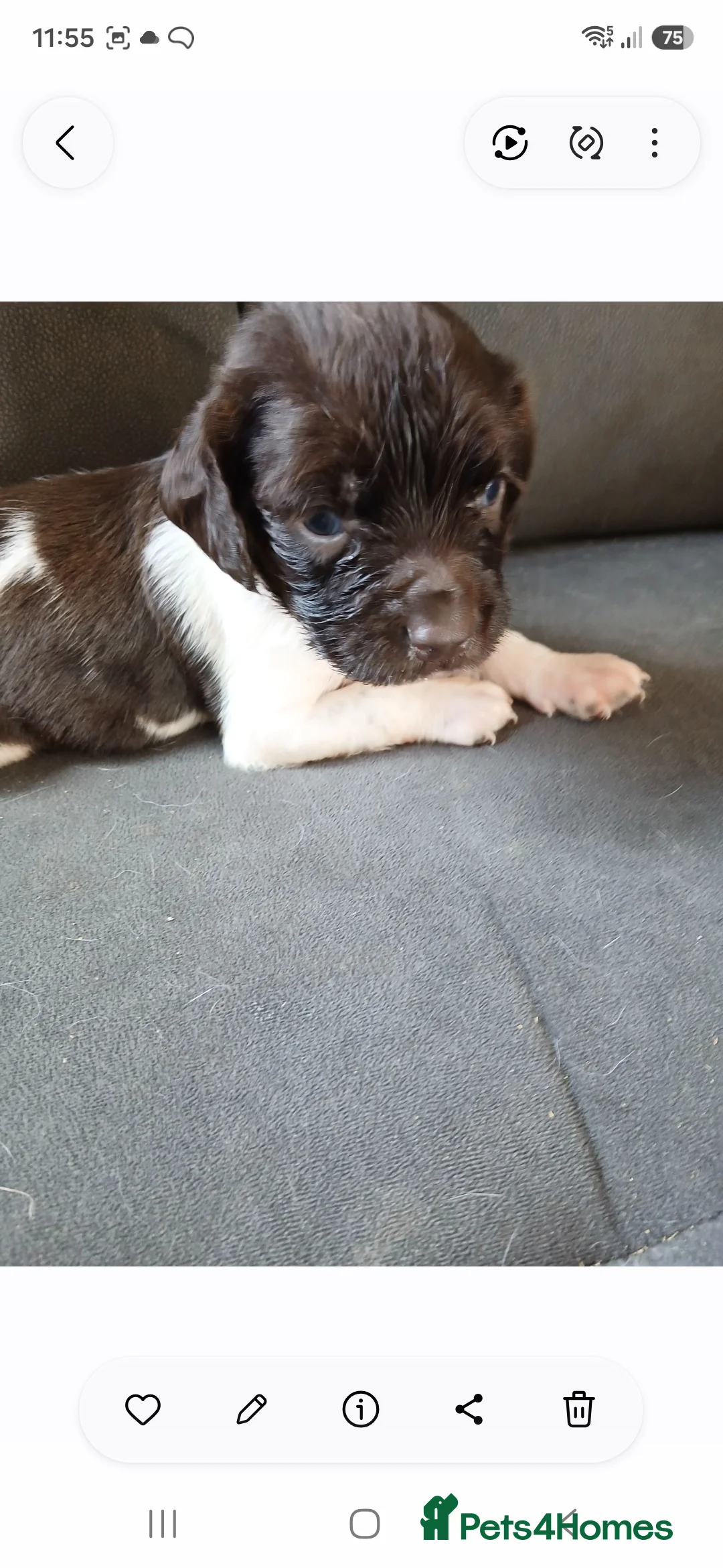 English Springer Spaniel dogs for sale: Mr Darren Barton  - Advert 2