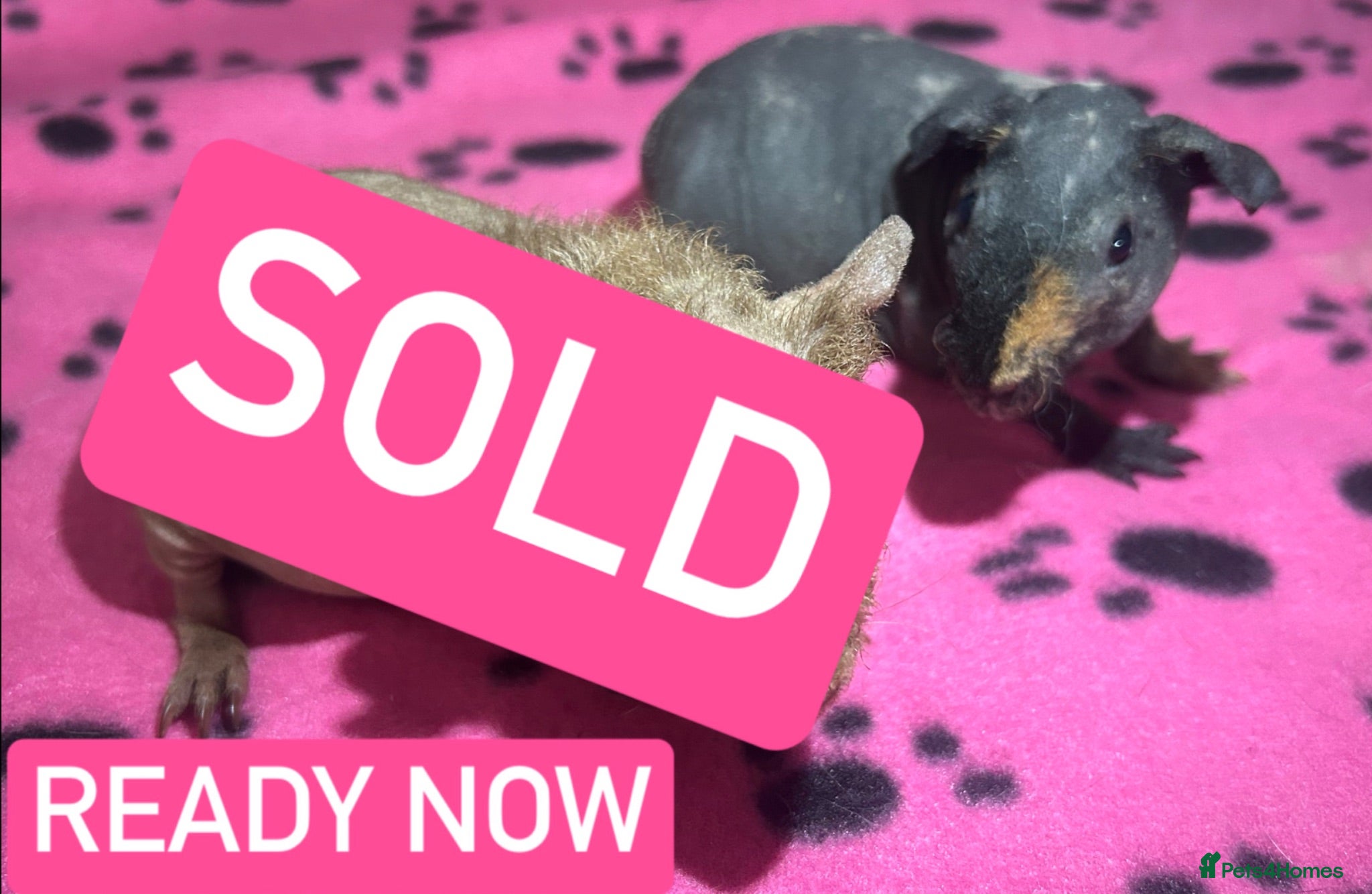 Guinea Pig rodents Skinny Pig Sows  - Advert 20