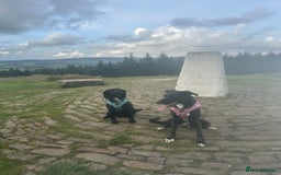 Mixed Breed dogs for sale: Maisie German Shepard X Dalmation - Advert 2