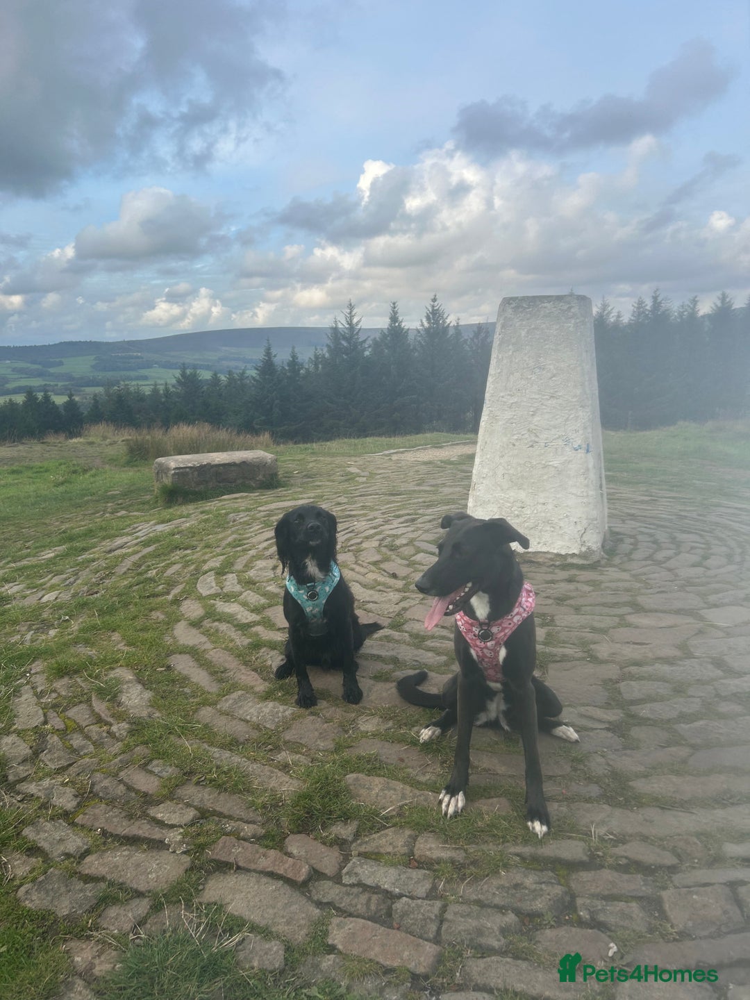 Mixed Breed dogs for sale: Maisie German Shepard X Dalmation - Advert 2