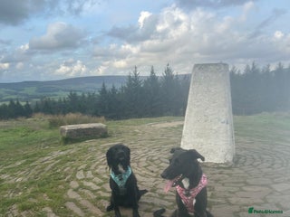 Mixed Breed dogs Maisie German Shepard X Dalmation - Advert 2