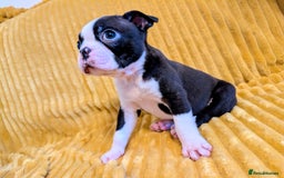 Boston Terrier dogs for sale: Adorable KC reg Boston Terrier Puppies - Image 11
