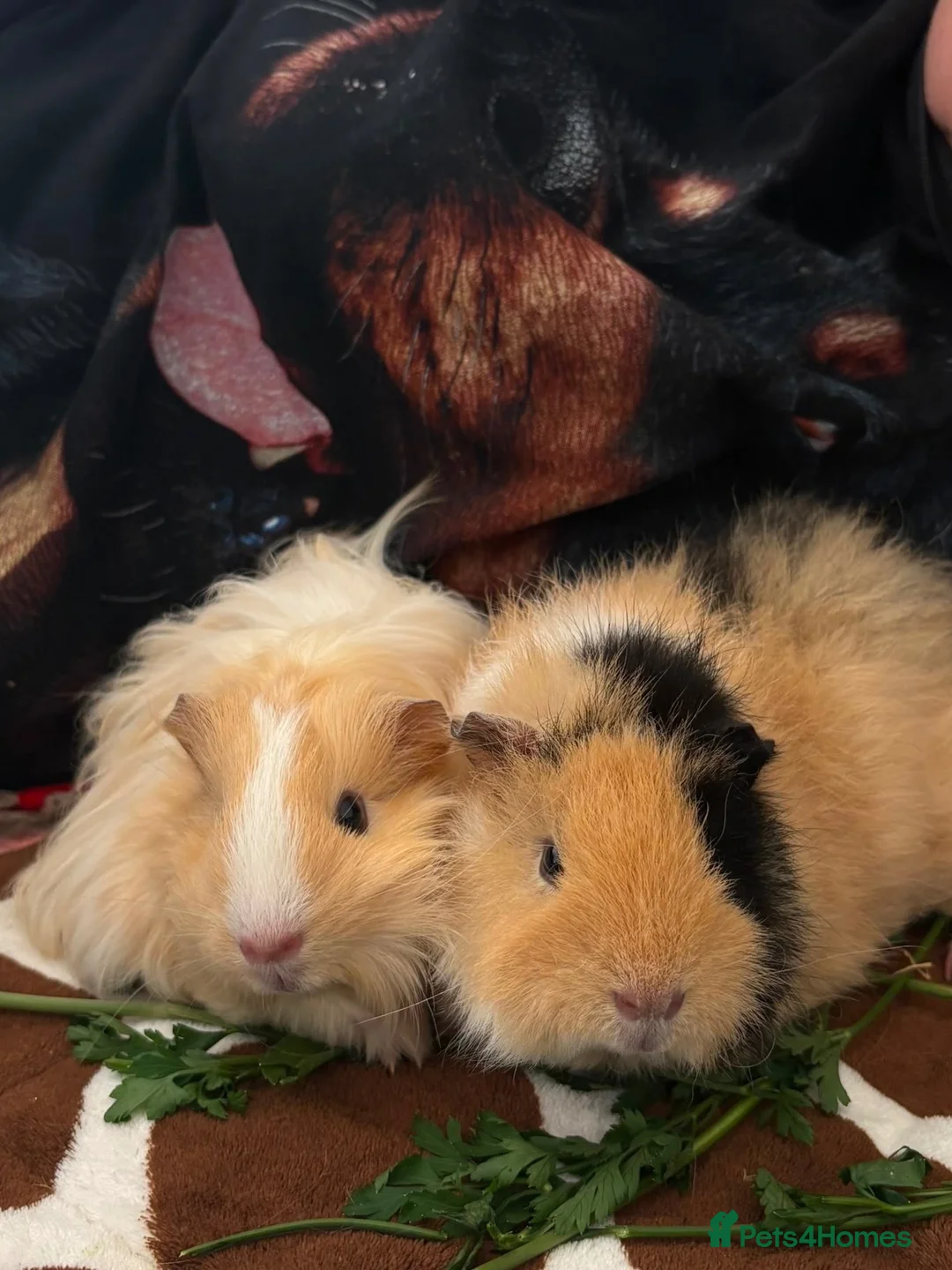 Guinea Pig rodents for sale: 2x female guinea pigs with set-up in Bristol - Advert 1
