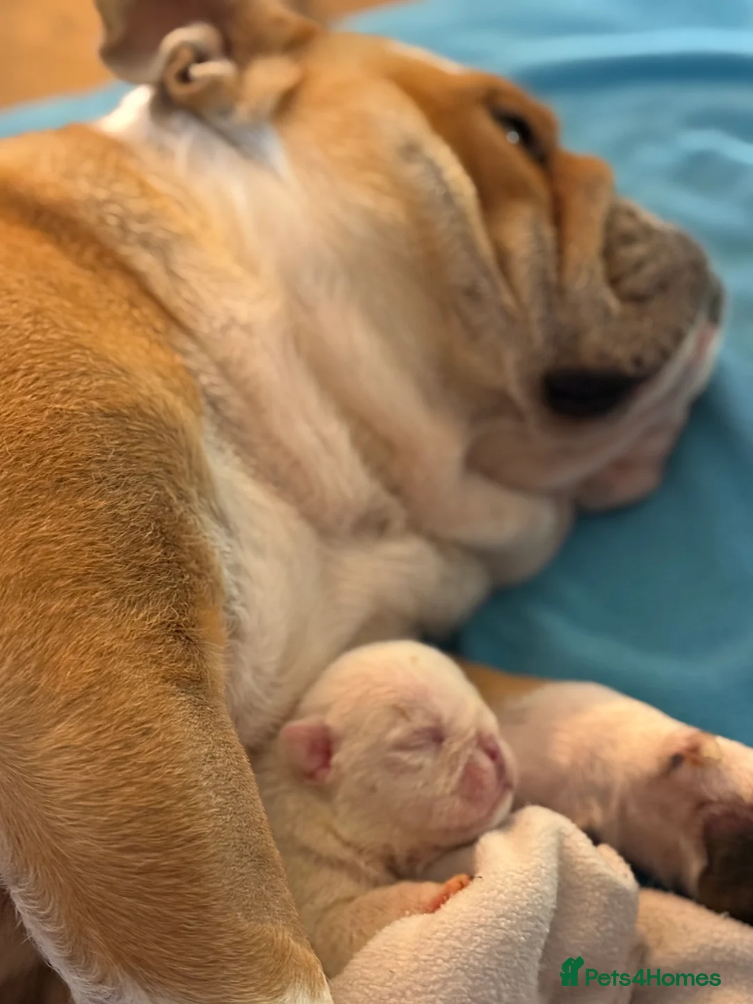 English Bulldog dogs for sale: Ch sired Bulldog Puppy bitch  - Advert 2