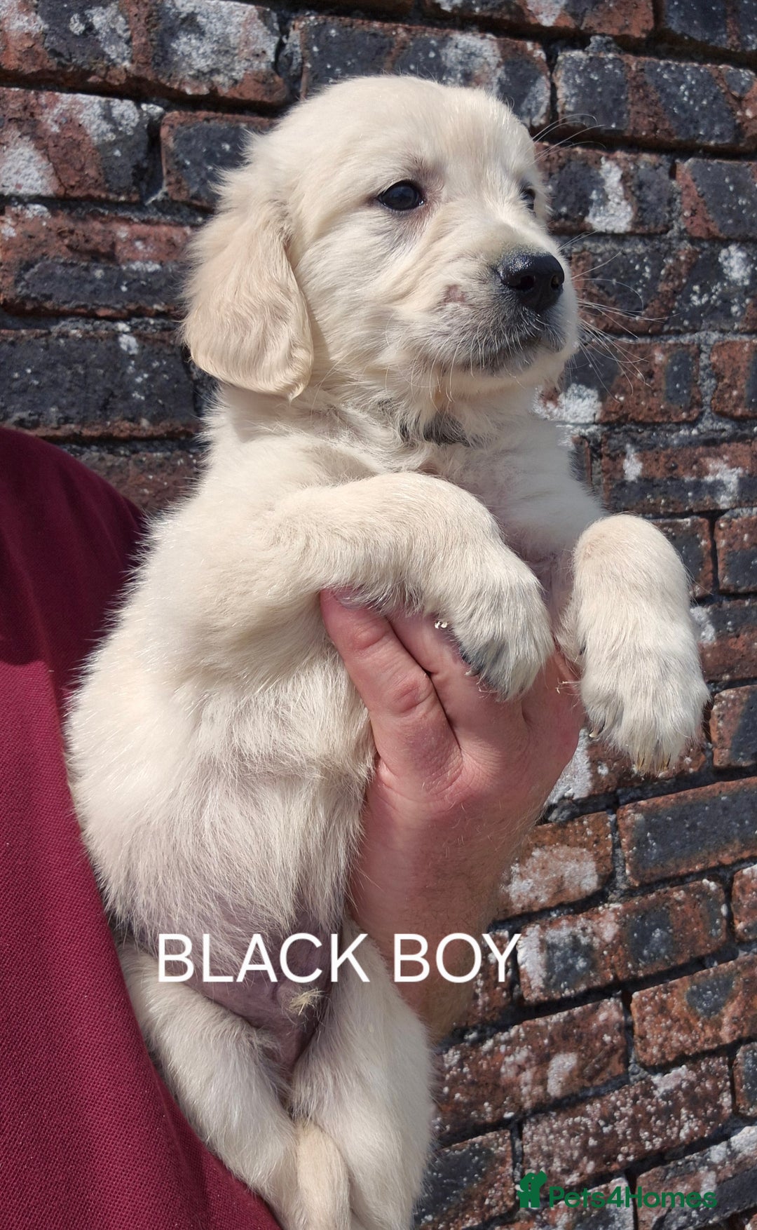Golden Retriever dogs for sale: KC GOLDEN RETRIEVER PUPPIES  - Image 8