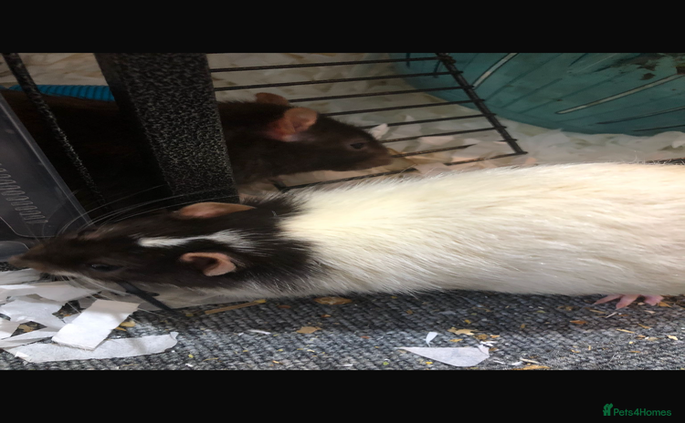 Rat rodents - Advert 1