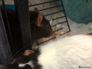 Rat rodents - Advert 31