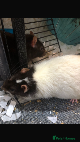 Rat rodents - Advert 1