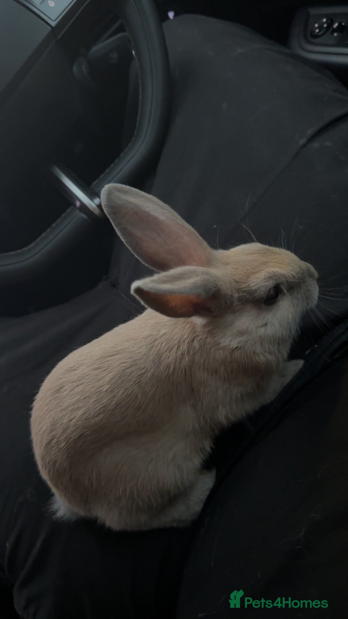 Netherland Dwarf rabbits Cute baby rabbit - Advert 1