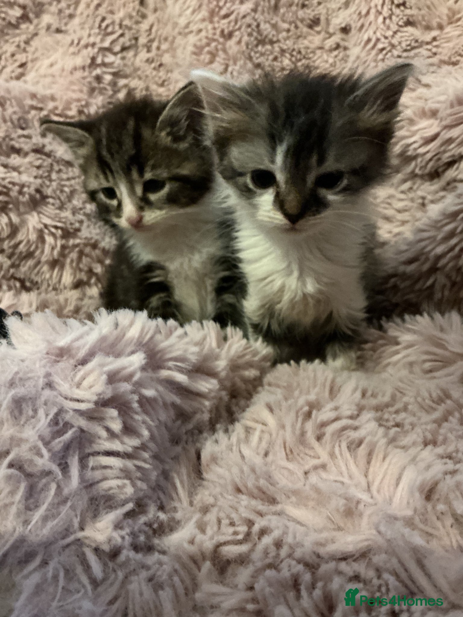 Bengal cats for sale: Beautiful kittens ready for 5* homes - Advert 1