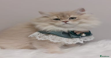 British Longhair cats - Advert 3