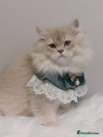 British Longhair cats - Advert 3