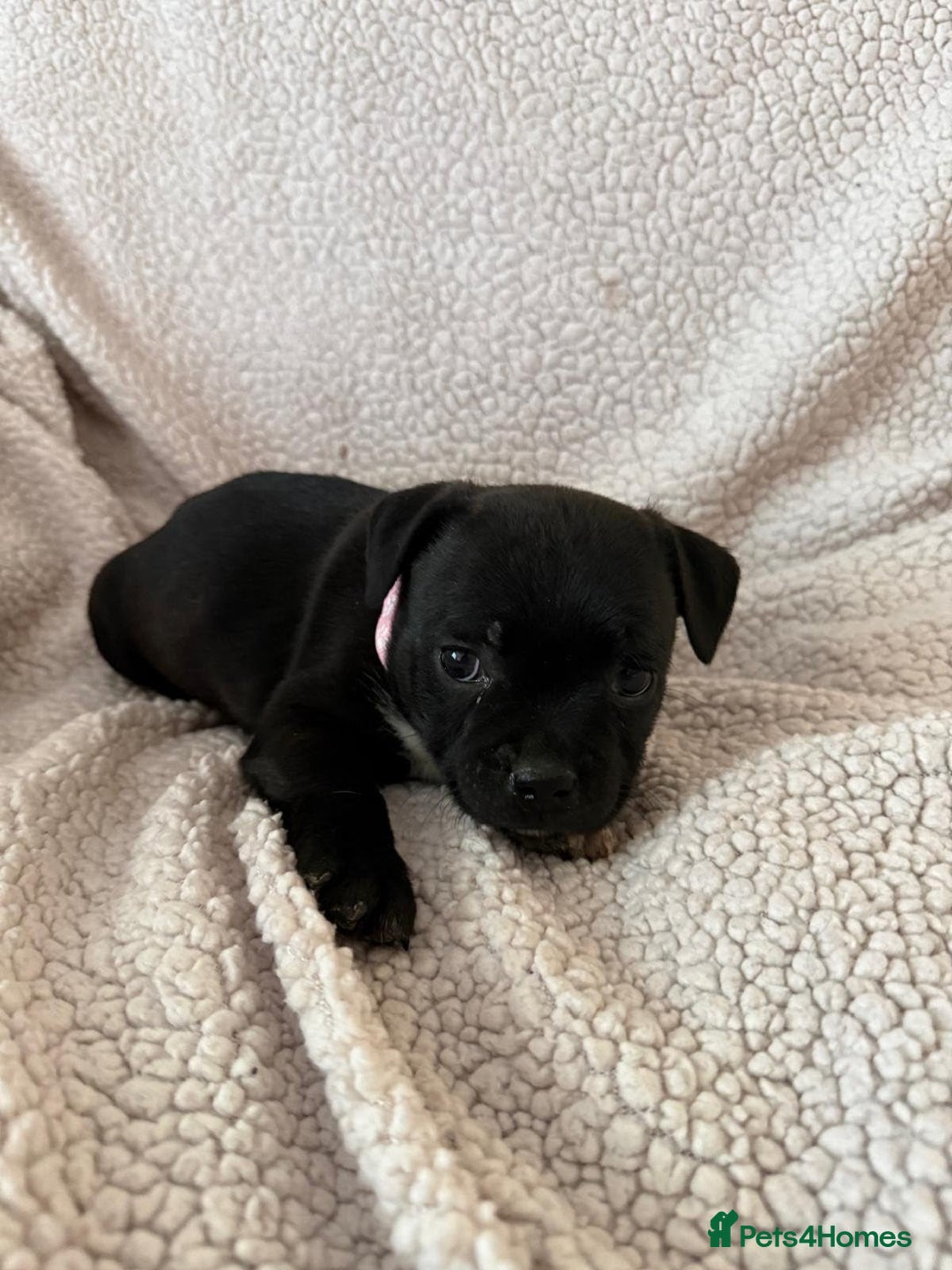 Staffordshire Bull Terrier dogs for sale: Stunning Staffordshire Bull Terrier Pups  - Advert 10
