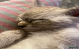 Bengal cats for sale: Part Snow Bengal Kitten - Image 17