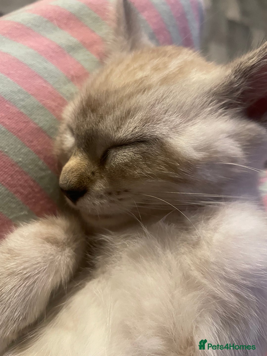 Bengal cats for sale: Part Snow Bengal Kitten - Image 17