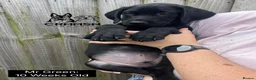 Labrador Retriever dogs for sale: Outstanding, Health Tested, KC Reg, Labrador Pups - Advert 3