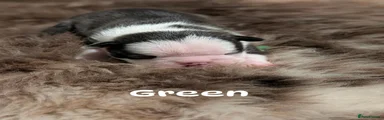 Green boy