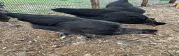Chickens poultry for sale: Vaccinated Olive egger POL hens & Cockerel - Advert 2