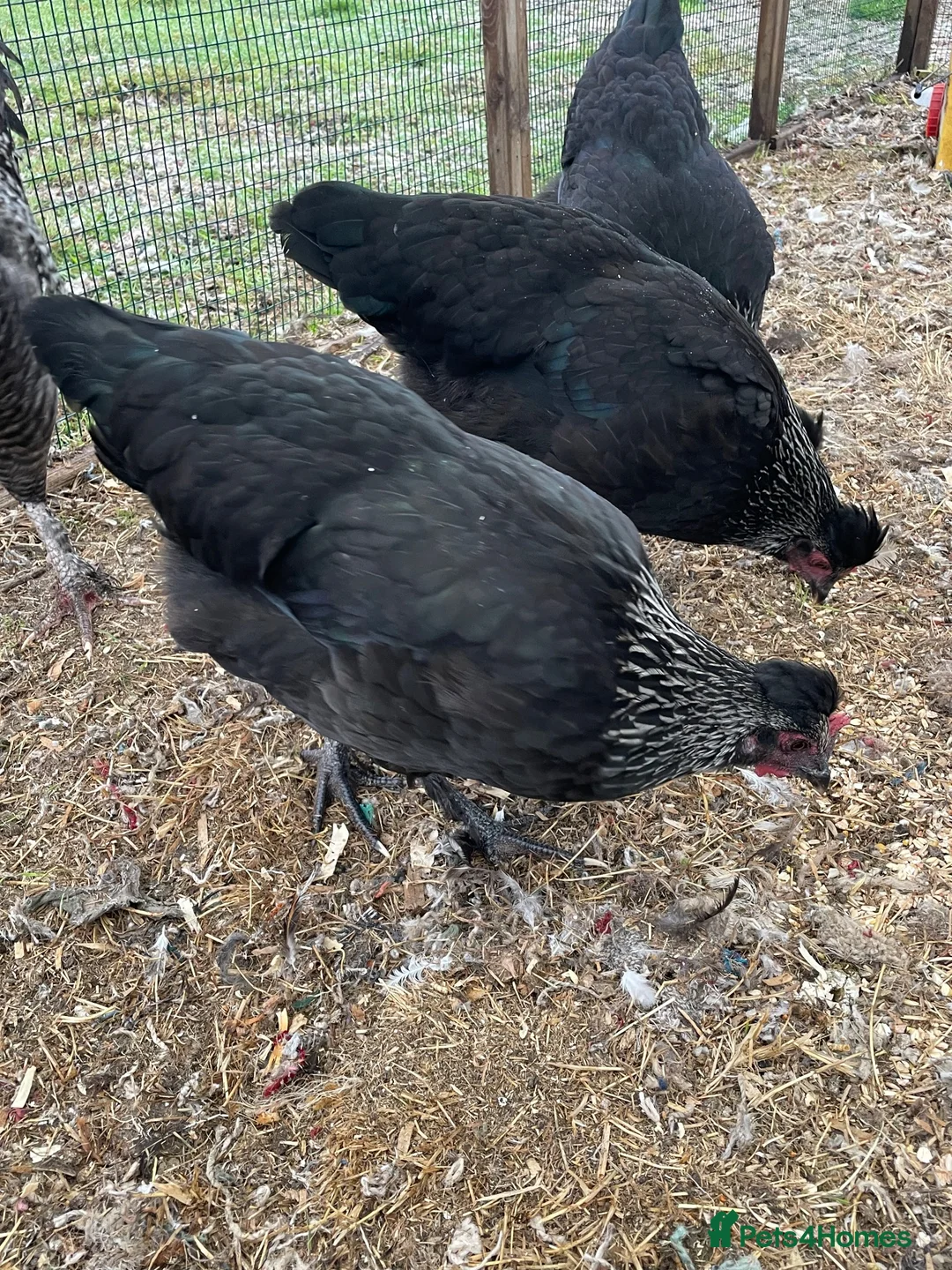 Chickens poultry for sale: Vaccinated Olive egger POL hens & Cockerel - Advert 2