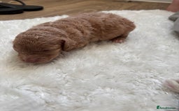 Cockapoo dogs for sale: Miniature f1 cocker poodles  - Advert 4