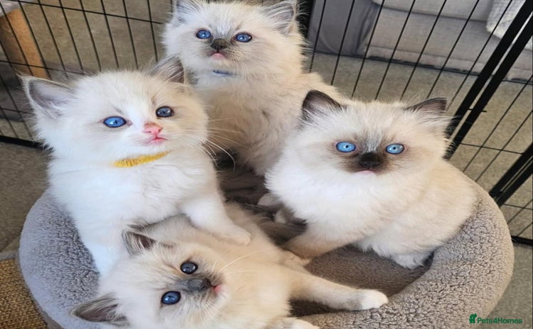 Ragdoll cats - Advert 3