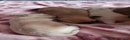 Chihuahua dogs for sale: 3 chihuahua boys for sale  in Kettering - Advert 10