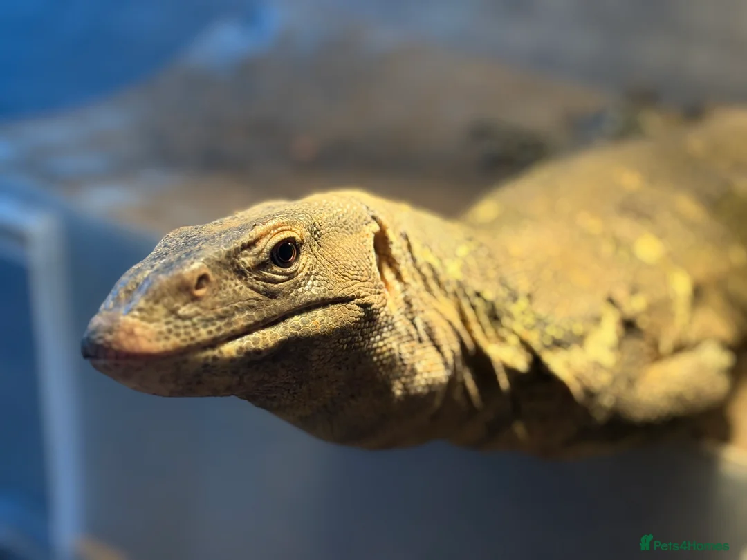 Monitor reptiles for sale: Male Nile monitor approximately 3years old - Advert 5