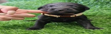 Zane