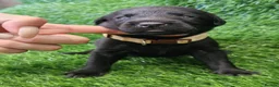 Labrador Retriever dogs for sale: Lovely Labrador puppy’s  in Taunton - Advert 3